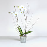 Luxury Orchid