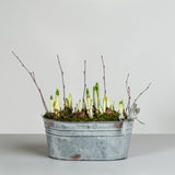 Narcissi Tub