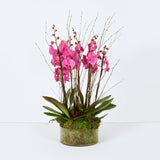 Opulent Pink Orchid Planter